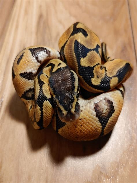 ball pythoon